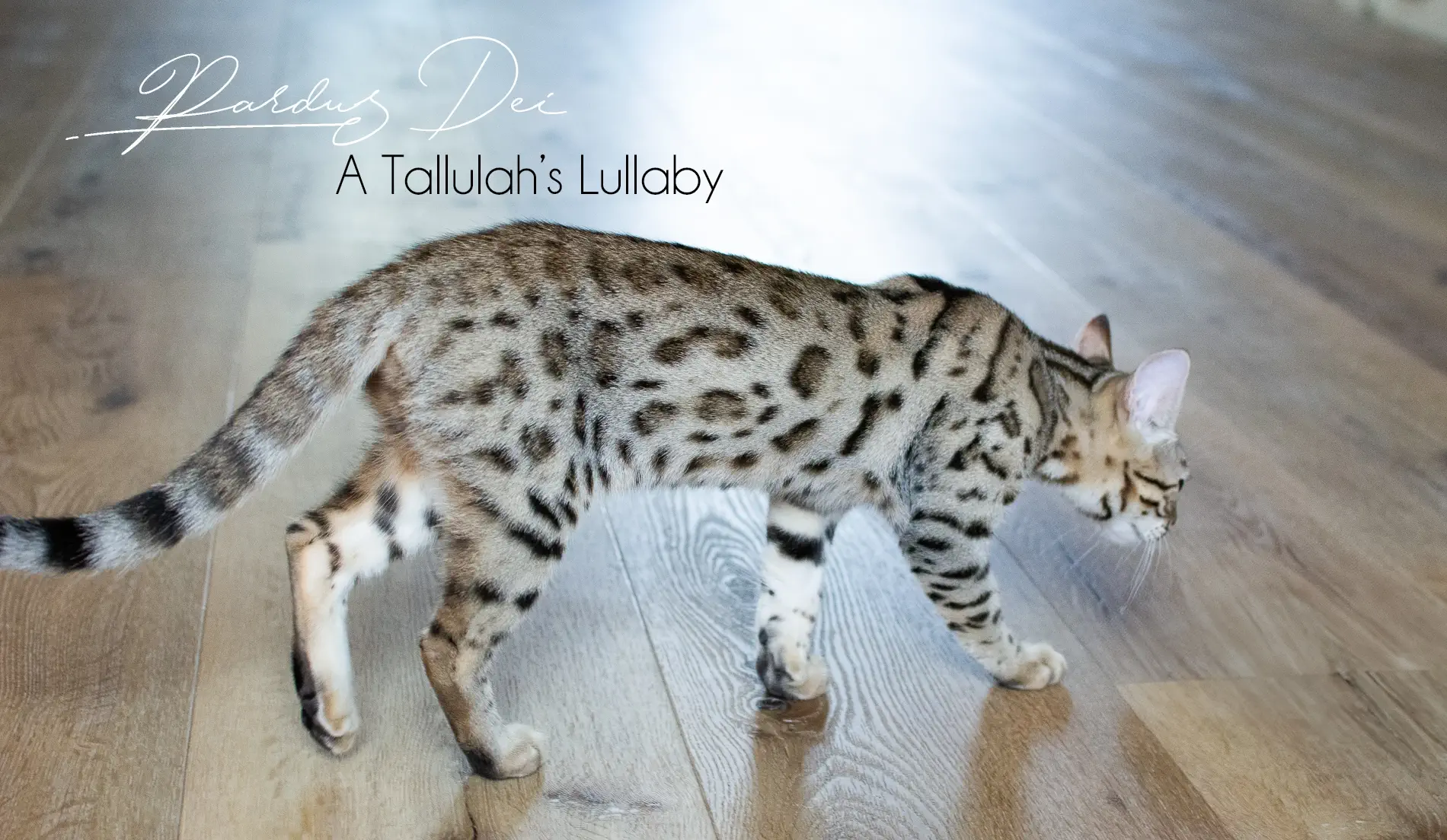 Chat Bengal